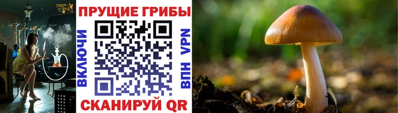 Псилоцибиновые грибы Cubensis  ОМГ ОМГ как зайти  Новоржев 